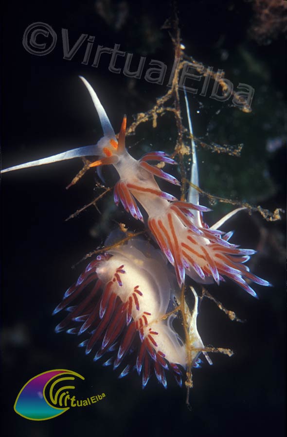 Flabellina Cratena Peregrina - Nudibranco