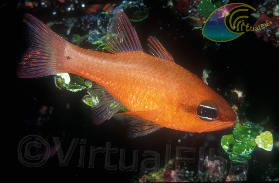 Re di Triglie o pesce Cardinale (Apogon Imberbis) - famiglia Apogonidae