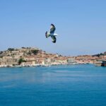 Gabbiano in volo e la Rada di Portoferraio Isola d'Elba